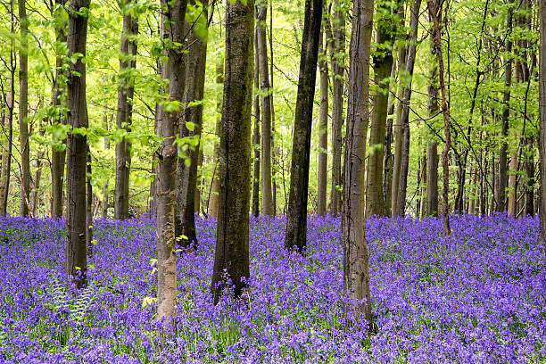 istock Vibrant bluebell carpet Spring forest landscape 178601078
