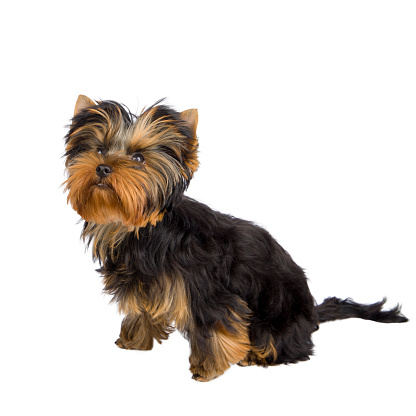 yorkshire terrier puppy is looking up, white background