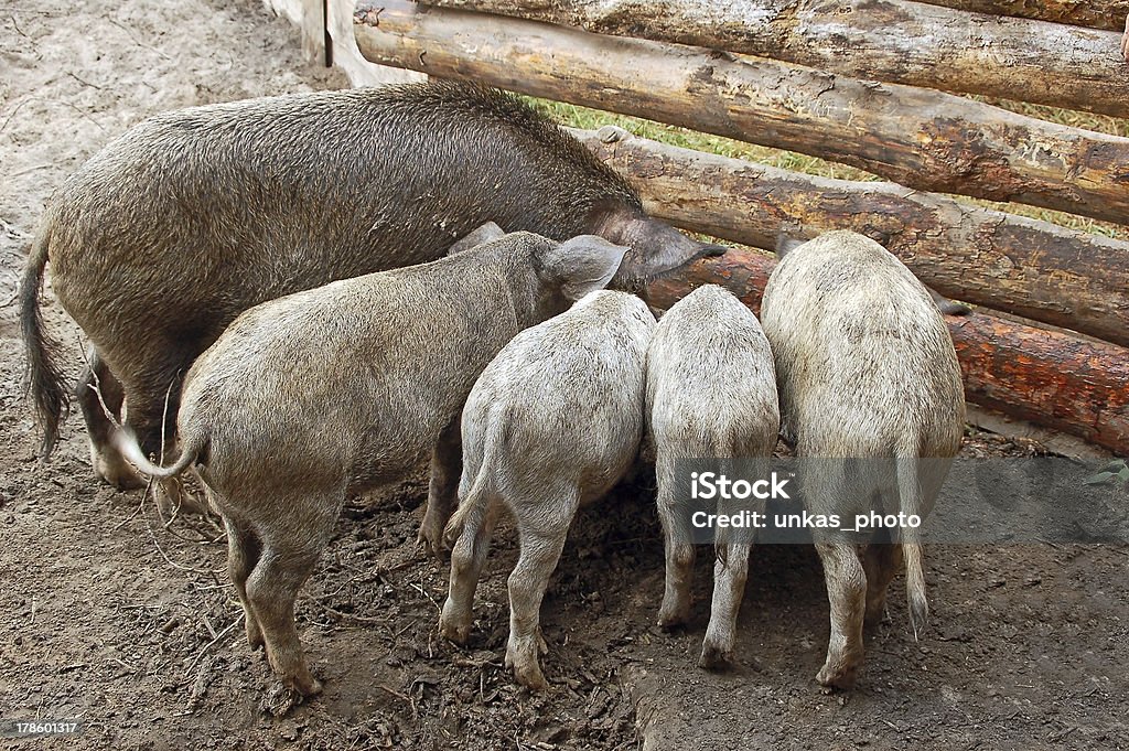 Domestication Кабан грудью - Стоковые фото Домашняя свинья роялти-фри