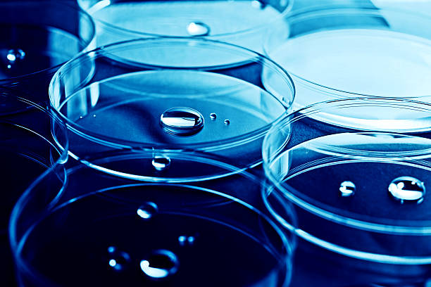 istock Petri dishes and liquid material. 178601398