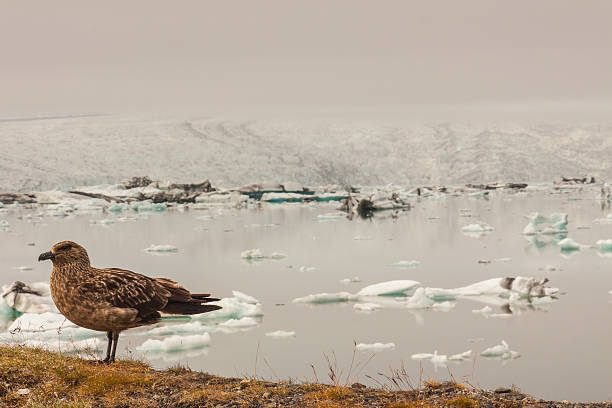 istock Wild bird - in background Jokulsarlon lagoon. 178601514