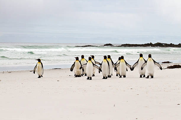 istock King penguins walking on the beach 178601543