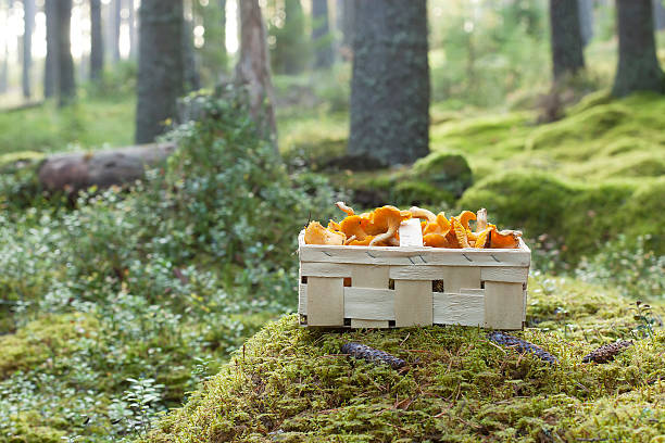 basket with fresh golden chanterelle (cantharellus cibarius) - horoz mantarı stok fotoğraflar ve resimler