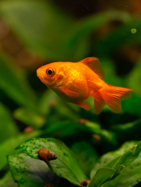 istock Beautiful goldwish in home aquarium 1786017121