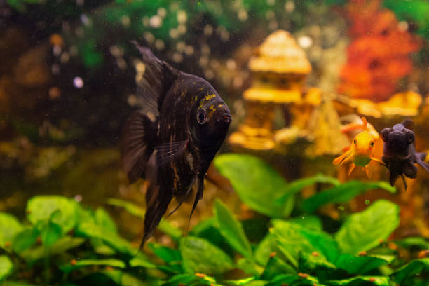 istock Angelfish in home freshwater aquarium 1786017124
