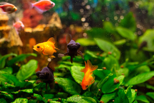 istock Beautiful goldwish in home aquarium 1786017129
