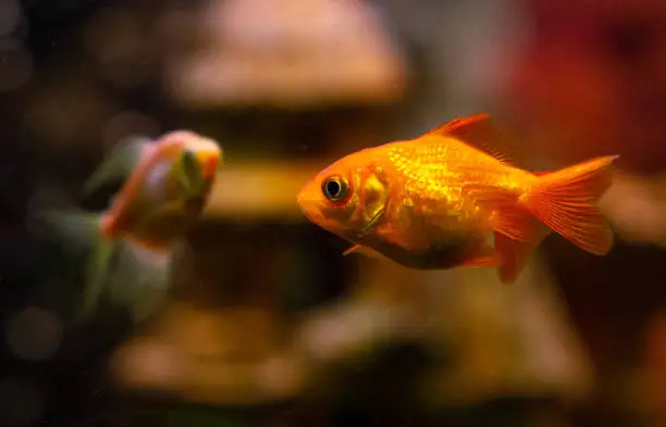 Photo of Beautiful goldwish in home aquarium