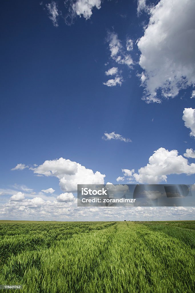 Pistas de cruzar un campo de trigo - Foto de stock de Agricultura libre de derechos