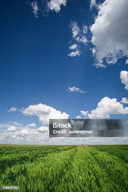 Pistas De Cruzar Un Campo De Trigo Foto de stock y más banco de imágenes de Agricultura - Agricultura, Aire libre, Ajardinado