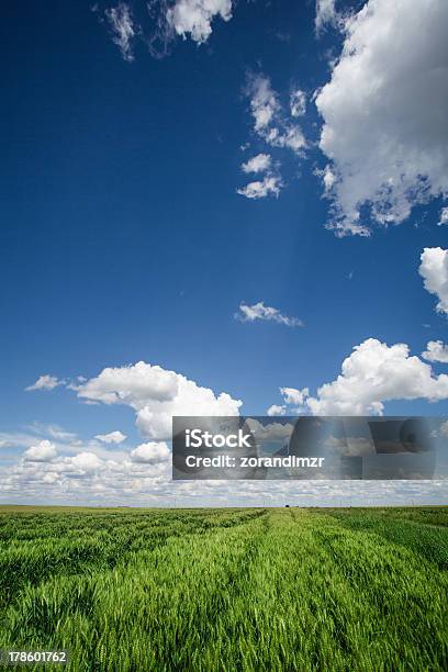 Photo libre de droit de Titres Traverser Un Champ De Blé banque d'images et plus d'images libres de droit de Agriculture - Agriculture, Aller de l'avant, Arbre