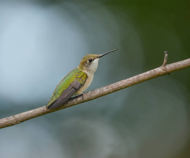 istock close up on ruby throated hummingbird standing on tree branch 1786025247
