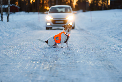 How to train a dog to stay away from the street and cars