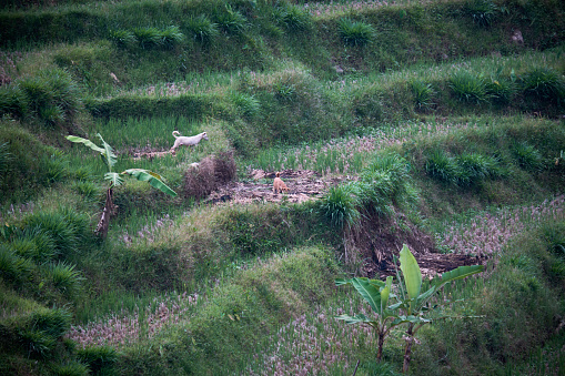 In this picturesque scene, the charm of rural life unfolds as village dogs roam freely across expansive rice fields. The unhurried movement of these canine companions adds a touch of warmth to the landscape. Against the backdrop of lush greenery and golden rice stalks, the dogs embody a sense of liberty, mirroring the unspoiled beauty of the countryside. The image captures the essence of a simple and harmonious coexistence between man and nature in the heart of the village.