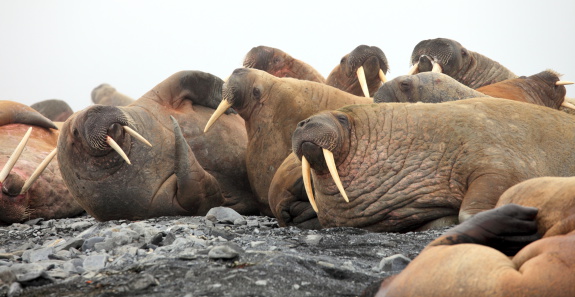 Walrus rookery in the Arctic