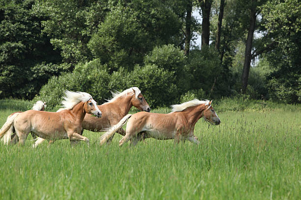 lote de castanha cavalos a correr em liberdade - hafling imagens e fotografias de stock