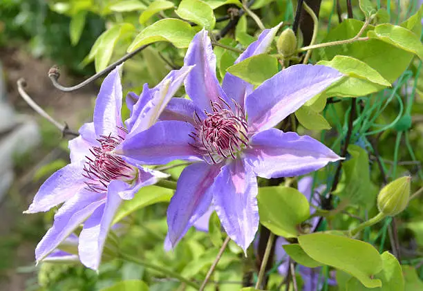 Photo of flowers of clematis climbing plant