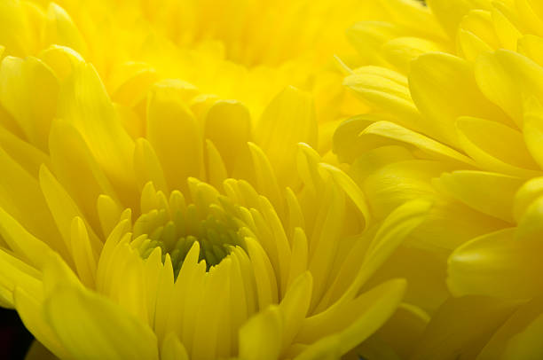 istock Macro of yellow flower aster 178603053
