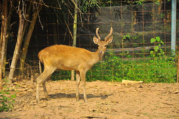 istock stag stands on the ground in an opened-cage 178603061