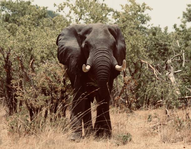 Elephant, Africa, African Elephant, Animal, Botswana