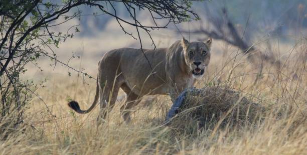 istock Lioness in the morning at Okavango Delta, Moremi Game Reserve 1786032440