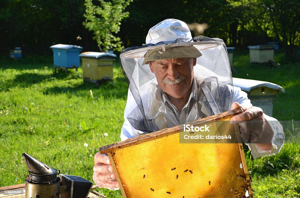 Experto senior en apiary apiarist de trabajo - Foto de stock de Abeja libre de derechos