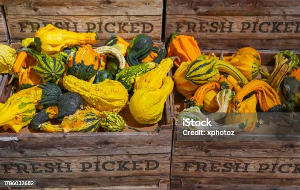 Fresh Picked Gourd On Wood Box For Sale Stock Photo - Download Image Now - Agriculture, Autumn, Color Image