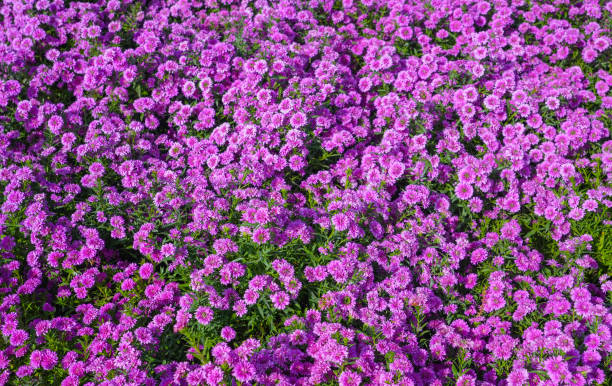 istock Aster novae-angliae, purple dome, violet flower background 1786032916
