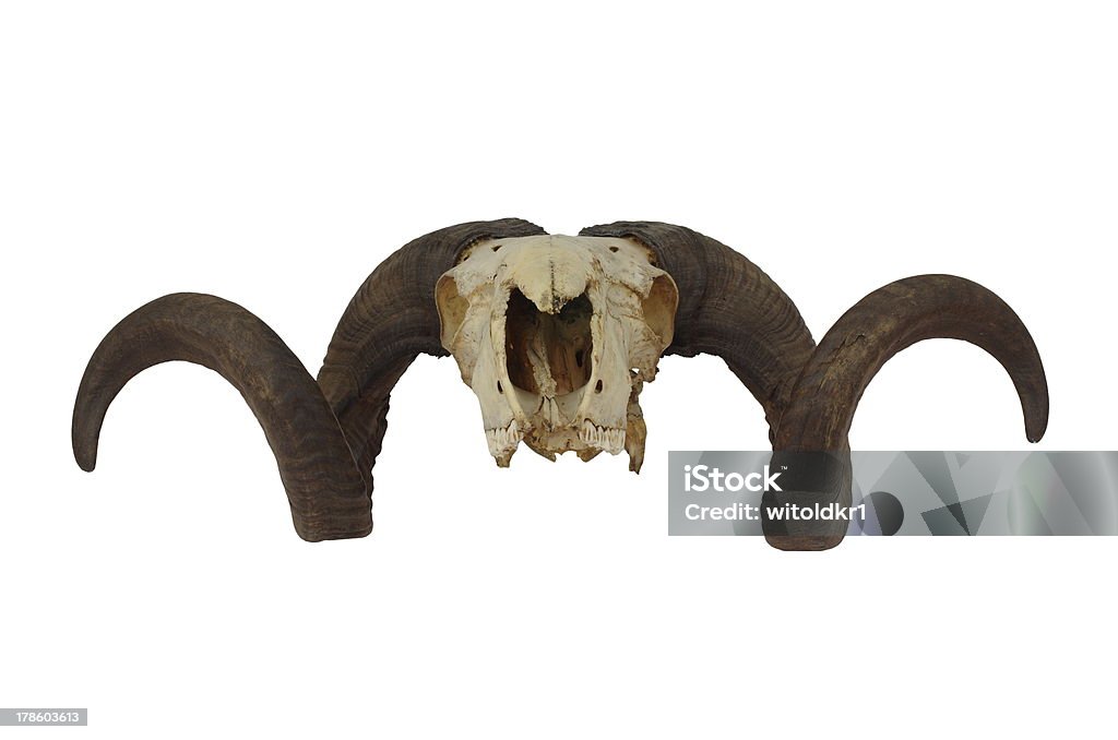 Czaszka z Bighorn pamięci ram - Zbiór zdjęć royalty-free (Anatomia człowieka)