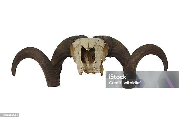 Czaszka Z Bighorn Pamięci Ram - zdjęcia stockowe i więcej obrazów Anatomia człowieka - Anatomia człowieka, Badania, Baran - Zwierzę płci męskiej
