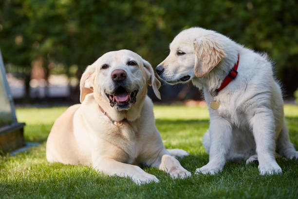 istock Two canine happy friends together in backyard 1786036352