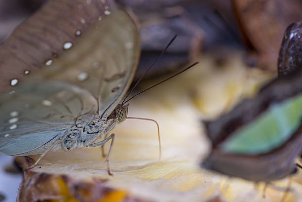 istock Butterfly feeding on pineapple juice extreme close up 178603686