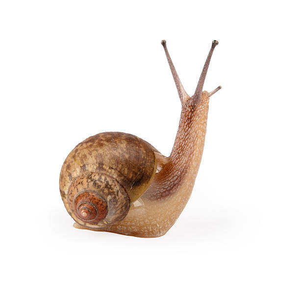 istock garden snail is being looked 178603764