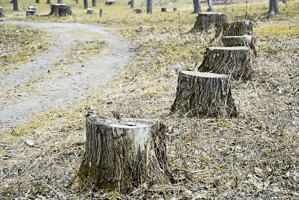 istock stumps of felled poplars along the walkway 178603896