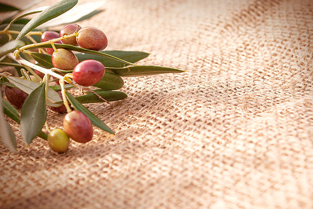 Branch of olives on sack cloth stock photo