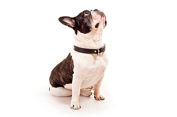 istock Bulldog on white background look up 178604262