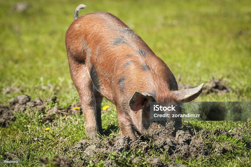 Piglets на траве - Стоковые фото Горизонтальный роялти-фри