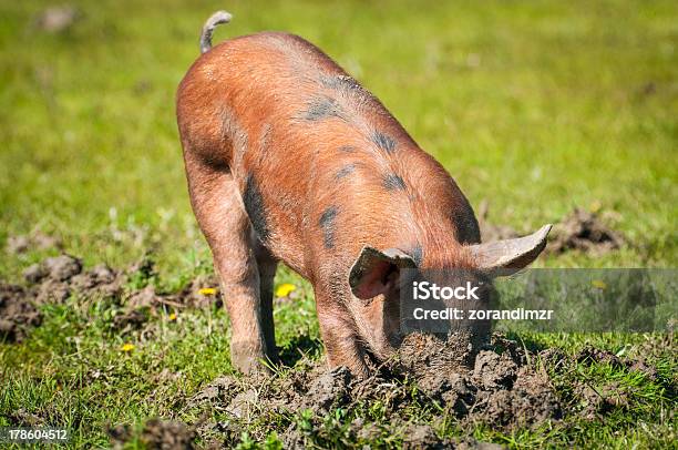 Piglets На Траве — стоковые фотографии и другие картинки Горизонтальный - Горизонтальный, Группа животных, День