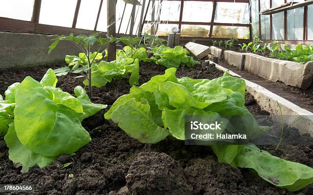 Photo libre de droit de Salade De Serre banque d'images et plus d'images libres de droit de Agriculture - Agriculture, Aliment, Aubergine