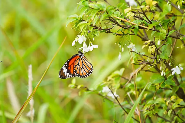 Photo of Butterfly on a flower.