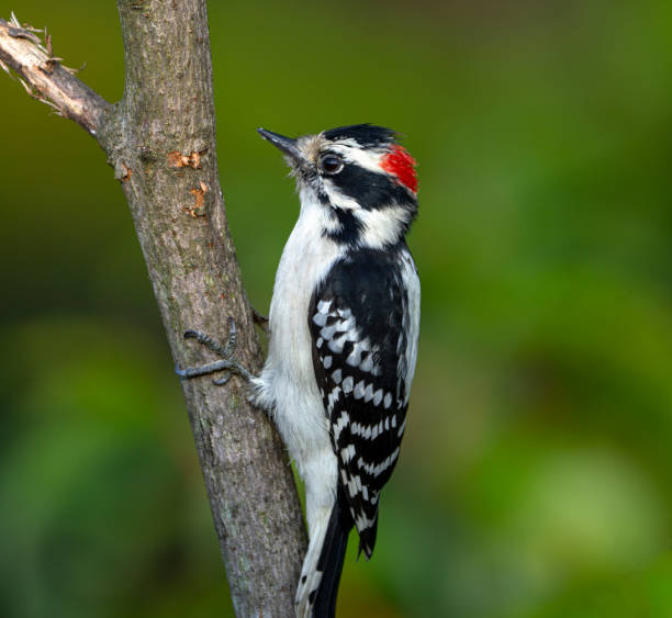 istock closeup on downy woodpecker male perched on a tree branch 1786046885