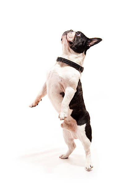 istock Bulldog on white background jump up 178604798