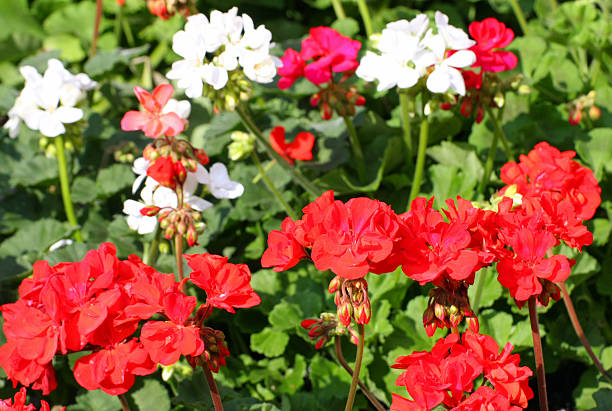 istock white and red Geranium flower vases for sale 178604810
