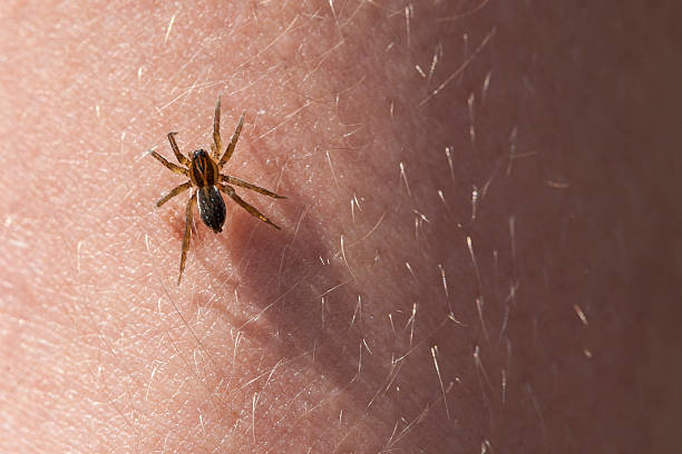 effrayant araignée sur la peau de vos mains. - arachnophobia photos et images de collection