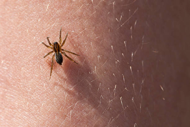 Frightening spider on the skin of hands. Frightening spider on the hairy skin of hands. spider photos stock pictures, royalty-free photos & images
