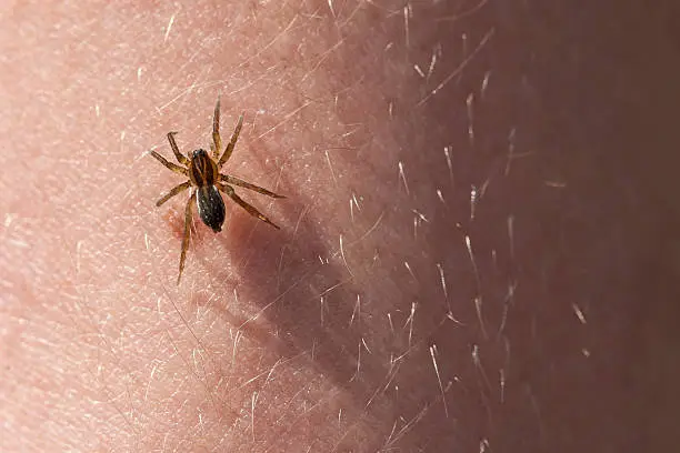 Photo of Frightening spider on the skin of hands.