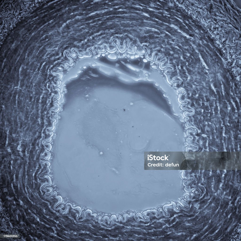 Micrografia del vaso sanguigno, arteria e una vena - Foto stock royalty-free di Anatomia umana