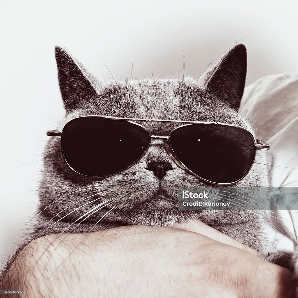 Funny British gray cat in sunglasses Funny muzzle of gray British cat in sunglasses closeup Cool Attitude Stock Photo