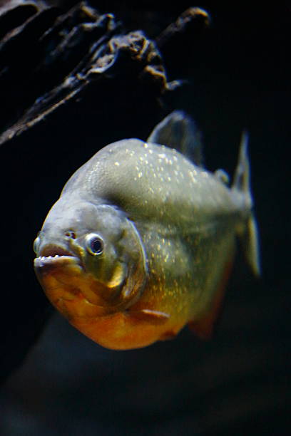 piraña de vientre rojo - piraña fotografías e imágenes de stock