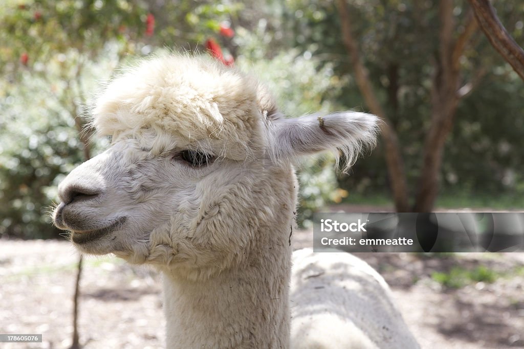 alpacas alpacas portrait, a funny animal Alpaca Stock Photo