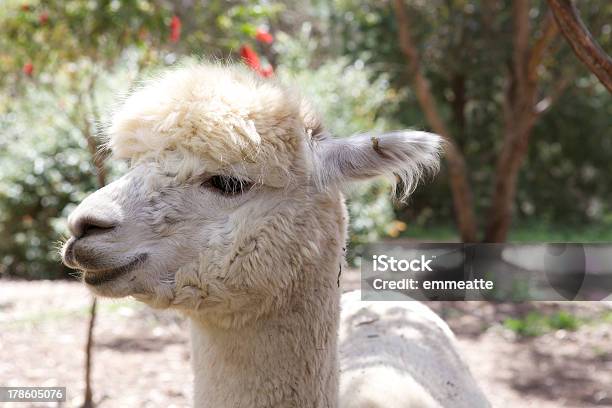 Alpacas Stock Photo - Download Image Now - Alpaca, Animal, Animal Hair